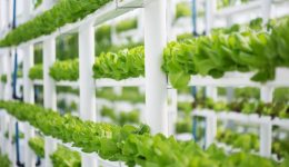 hydroponic-farming[1]
