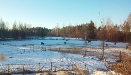 20150305_072840-768x432[1]