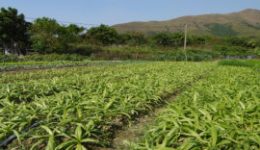 28-farm-300x156[1]
