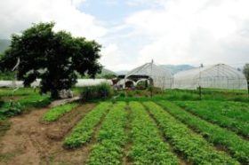農場好去處