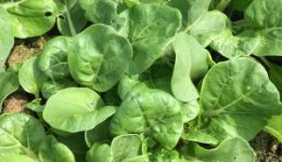 _4-e1513663285357-300x264[1]