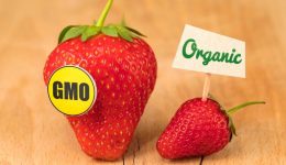 GMO-768x547[1]