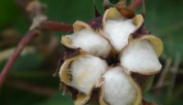 Organic-cotton-by-India-Water-Portal-3-300x225[1]