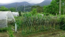 應許地有機耕種_6-300x225[1]