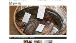 明報-魚檔抽樣檢測　5內地魚樣本含孔雀石綠-300x217[1]